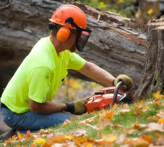 tree services Amboy